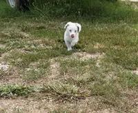 Jaz, a male Pembroke Welsh Corgi and Toy Australian Shepherd for sale in Sarcoxie, MO – 7 of 10