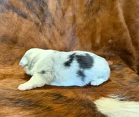 Pearl, a female Pembroke Welsh Corgi and Toy Australian Shepherd for sale in Sarcoxie, MO – 3 of 8