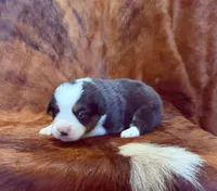 Prince, a male Pembroke Welsh Corgi and Toy Australian Shepherd for sale in Sarcoxie, MO – 1 of 10