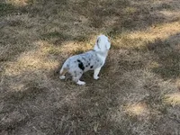 Jazz, a male Pembroke Welsh Corgi and Toy Australian Shepherd for sale in Sarcoxie, MO – 6 of 10