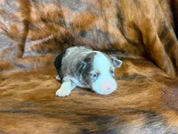 Tiger, a male Miniature Australian Shepherd for sale in Sarcoxie, MO – 7 of 9