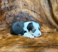 Lady, a female Pembroke Welsh Corgi and Toy Australian Shepherd for sale in Sarcoxie, MO – 7 of 9