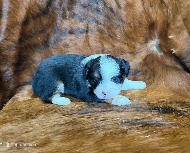 Lucy – Toy Australian Shepherd puppy for sale in Sarcoxie, MO
