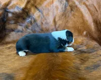 Lucy, a female Toy Australian Shepherd for sale in Sarcoxie, MO – Photo 6 of 10