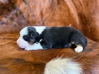 Lucy, a female Toy Australian Shepherd for sale in Sarcoxie, MO – Photo 3 of 10