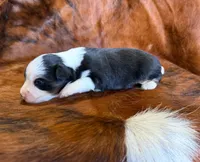 Lucy, a female Toy Australian Shepherd for sale in Sarcoxie, MO – Photo 10 of 10