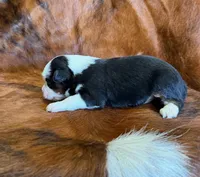 Lucy, a female Toy Australian Shepherd for sale in Sarcoxie, MO – Photo 4 of 10