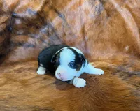 Lucy, a female Toy Australian Shepherd for sale in Sarcoxie, MO – Photo 8 of 10