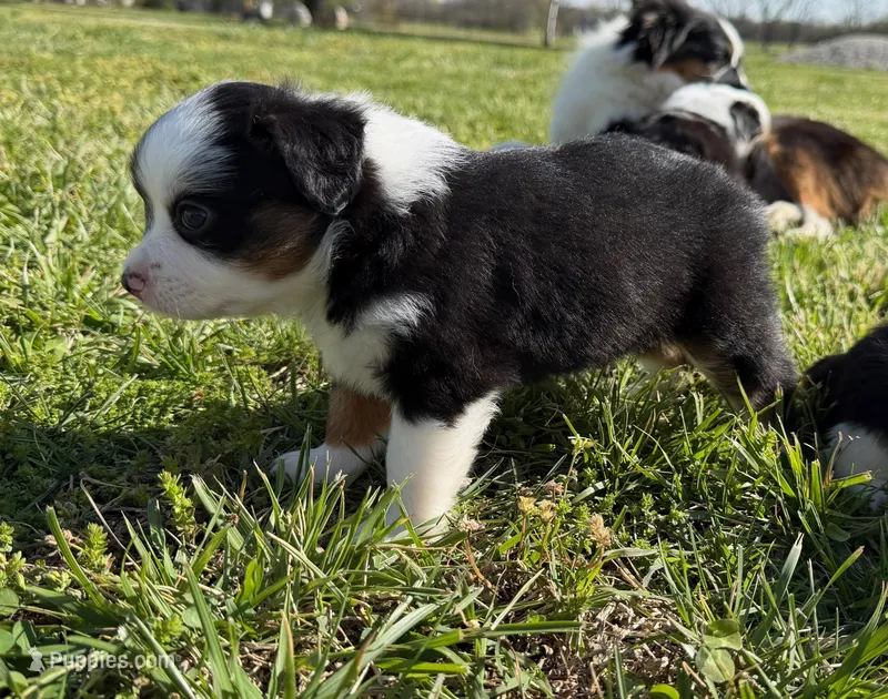 Lucy – Toy Australian Shepherd puppy for sale in Sarcoxie, MO