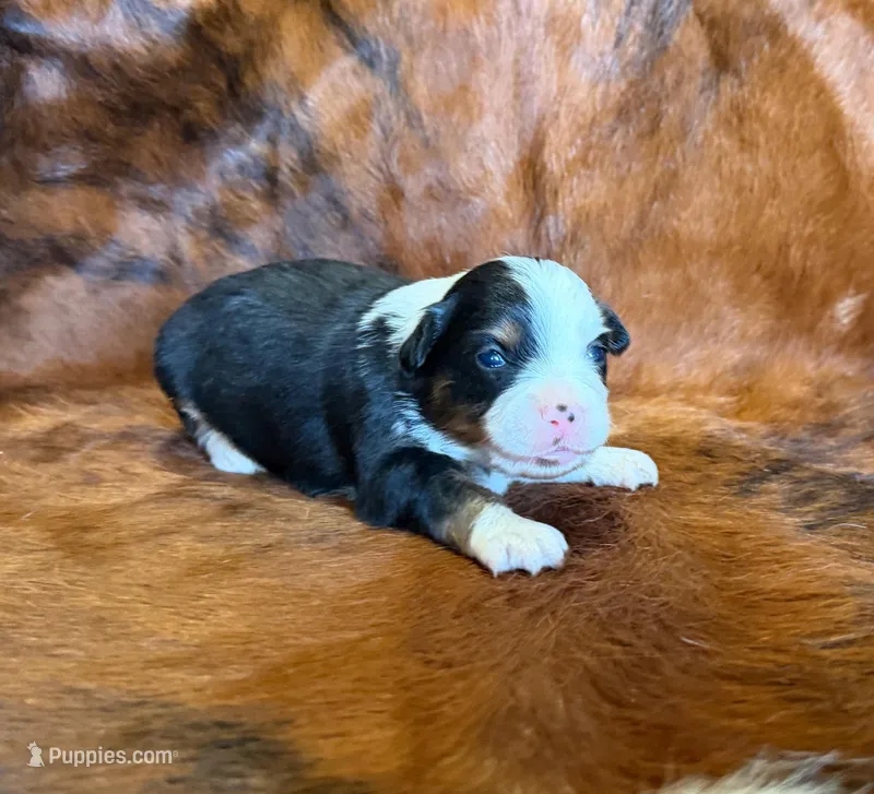 Lucy – Toy Australian Shepherd puppy for sale in Sarcoxie, MO