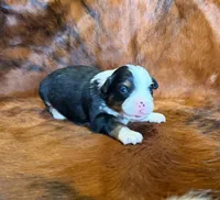 Lucy, a female Toy Australian Shepherd for sale in Sarcoxie, MO – Photo 1 of 10