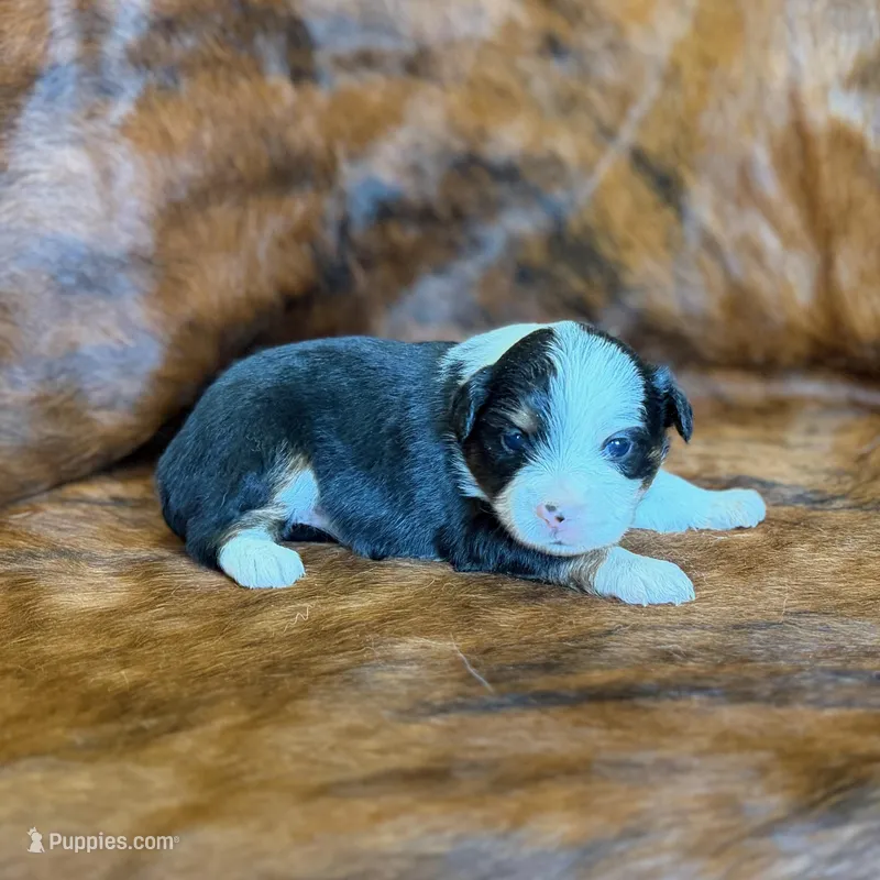 Lucy – Toy Australian Shepherd puppy for sale in Sarcoxie, MO