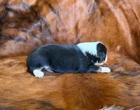 Lucy, a female Toy Australian Shepherd for sale in Sarcoxie, MO – Photo 5 of 10