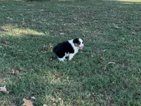 Lucky, a male Miniature Australian Shepherd for sale in Sarcoxie, MO – 10 of 10