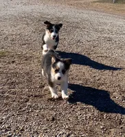 processed/fe0a8bb5-47cc-4616-8983-9e8bf823c40c/listing/27bc1f73-7525-46bd-b094-9be5ed9db23d/097f1bfe-2a2d-45c4-9a4e-277db0a421ed