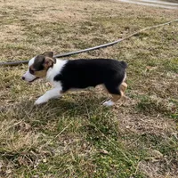 Holly, a female Pembroke Welsh Corgi and Toy Australian Shepherd for sale in Sarcoxie, MO – Photo 10 of 10