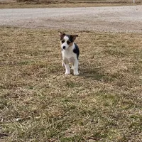 Holly, a female Pembroke Welsh Corgi and Toy Australian Shepherd for sale in Sarcoxie, MO – Photo 3 of 10