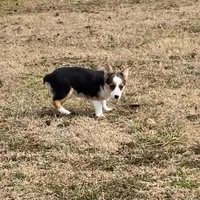 Holly, a female Pembroke Welsh Corgi and Toy Australian Shepherd for sale in Sarcoxie, MO – Photo 2 of 10