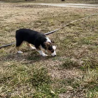 Holly, a female Pembroke Welsh Corgi and Toy Australian Shepherd for sale in Sarcoxie, MO – Photo 9 of 10