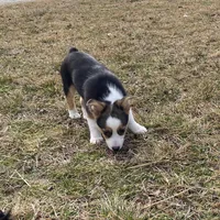Holly, a female Pembroke Welsh Corgi and Toy Australian Shepherd for sale in Sarcoxie, MO – Photo 7 of 10