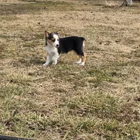 Holly, a female Pembroke Welsh Corgi and Toy Australian Shepherd for sale in Sarcoxie, MO – Photo 5 of 10