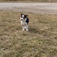 Holly, a female Pembroke Welsh Corgi and Toy Australian Shepherd for sale in Sarcoxie, MO – Photo 6 of 10