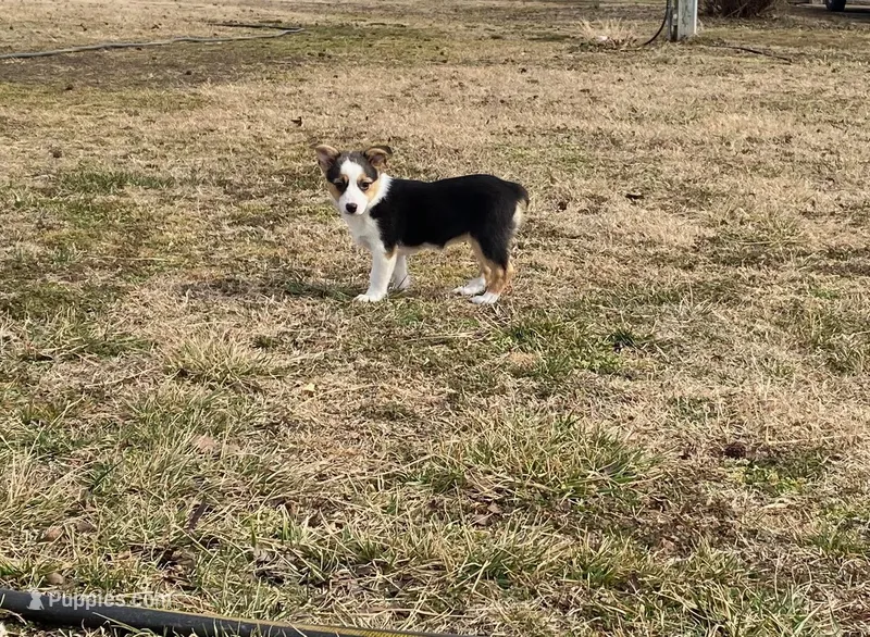Holly – Pembroke Welsh Corgi, Toy Australian Shepherd puppy for sale in Sarcoxie, MO