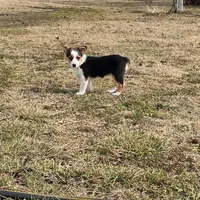 Holly, a female Pembroke Welsh Corgi and Toy Australian Shepherd for sale in Sarcoxie, MO – Photo 1 of 10