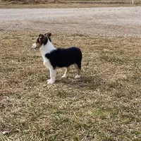 Holly, a female Pembroke Welsh Corgi and Toy Australian Shepherd for sale in Sarcoxie, MO – Photo 4 of 10
