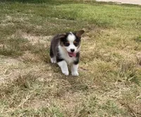 Prince, a male Pembroke Welsh Corgi and Toy Australian Shepherd for sale in Sarcoxie, MO – 2 of 10