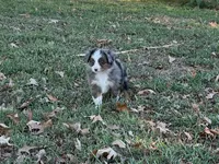 Tiger, a male Miniature Australian Shepherd and Toy Australian Shepherd for sale in Sarcoxie, MO – 7 of 10