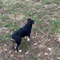 Levi, a male Toy Australian Shepherd for sale in Sarcoxie, MO – Photo 2 of 8