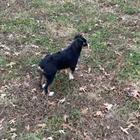 Levi, a male Toy Australian Shepherd for sale in Sarcoxie, MO – Photo 6 of 8