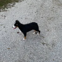 Levi, a male Toy Australian Shepherd for sale in Sarcoxie, MO – Photo 4 of 8