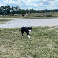 Levi, a male Toy Australian Shepherd for sale in Sarcoxie, MO – Photo 1 of 8