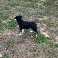 Levi, a male Toy Australian Shepherd for sale in Sarcoxie, MO – Photo 7 of 8