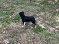 processed/fe0a8bb5-47cc-4616-8983-9e8bf823c40c/listing/2cac3b7f-7e53-43d8-ae63-4d0243bcad9b/4ea278c9-dab3-4230-ae98-9b2eb6dd8d8c