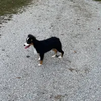 Levi, a male Toy Australian Shepherd for sale in Sarcoxie, MO – Photo 8 of 8