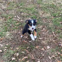Levi, a male Toy Australian Shepherd for sale in Sarcoxie, MO – Photo 3 of 8