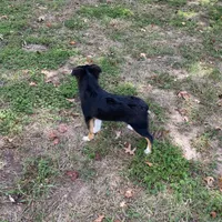 Levi, a male Toy Australian Shepherd for sale in Sarcoxie, MO – Photo 5 of 8
