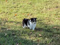 Chip, a male Miniature Australian Shepherd and Toy Australian Shepherd for sale in Sarcoxie, MO – 10 of 10