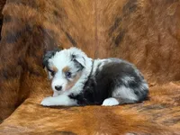 Cowboy, a male Miniature Australian Shepherd and Toy Australian Shepherd for sale in Sarcoxie, MO – 6 of 10