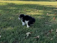 Chip, a male Miniature Australian Shepherd and Toy Australian Shepherd for sale in Sarcoxie, MO – 3 of 10