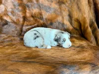 Ace, a male Miniature Australian Shepherd for sale in Sarcoxie, MO – 4 of 10