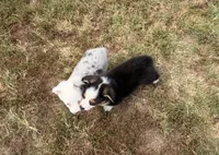 Prince, a male Pembroke Welsh Corgi and Toy Australian Shepherd for sale in Sarcoxie, MO – 4 of 10