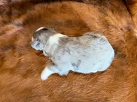 Ace, a male Miniature Australian Shepherd for sale in Sarcoxie, MO – 7 of 10