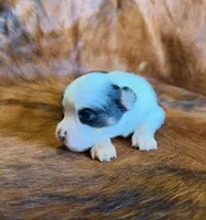 Angel, a female Toy Australian Shepherd for sale in Sarcoxie, MO – Photo 3 of 10