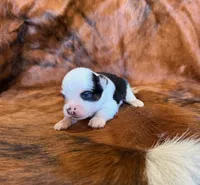 Angel, a female Toy Australian Shepherd for sale in Sarcoxie, MO – Photo 5 of 10
