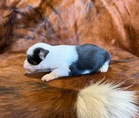 Angel, a female Toy Australian Shepherd for sale in Sarcoxie, MO – Photo 9 of 10