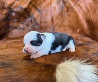 Angel, a female Toy Australian Shepherd for sale in Sarcoxie, MO – Photo 1 of 10